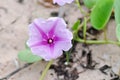 Convolvulaceae or Beach morning glory or Goats foot on the beach Royalty Free Stock Photo