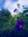 Convolvulaceae plant. morning purple flower bloom in the garden