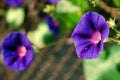 Convolvulaceae plant. morning purple flower bloom in the garden