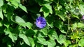 Convolvulaceae plants and flowers at the park