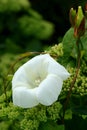 Convolvulus