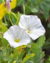 Convolvulus arvensis - Bindweed field, wild meadow flower vine. Two flowers of bindweed bellflower Royalty Free Stock Photo