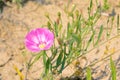 Convolvulus arvensis