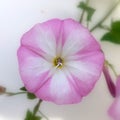 Convolvulus arvensis