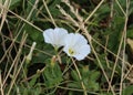 Convolvulus arvensis or field bindweed flower blooming on meadow Royalty Free Stock Photo