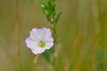 Convolvulus arvensis field bindweed Royalty Free Stock Photo