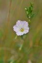 Convolvulus arvensis field bindweed Royalty Free Stock Photo