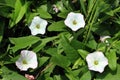 Convolvulus arvensis. Flowering Field bindweed Royalty Free Stock Photo