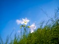 Convolvulus arvensis. Wild bindweed -Calystegia sepium