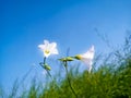 Convolvulus arvensis. Wild bindweed-Calystegia sepium