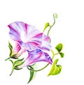 Convolvulus flowers. Watercolor painting. Royalty Free Stock Photo