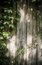 Convolvulus growing on cracked aged wooden wall painted wood planks texture background backdrop Royalty Free Stock Photo