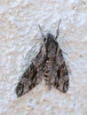 Convolvulus Hawk-moth, Agrius convolvuli Royalty Free Stock Photo