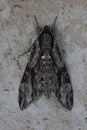 convolvulus hawk-moth hiding Royalty Free Stock Photo