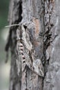 convolvulus hawk-moth hiding at the bark of a pine tree Royalty Free Stock Photo