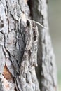 convolvulus hawk-moth hiding at the bark of a pine tree Royalty Free Stock Photo