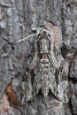 convolvulus hawk-moth hiding at the bark of a pine tree Royalty Free Stock Photo