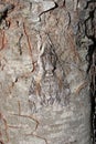 Convolvulus Hawk-moth on the pine tree bark Royalty Free Stock Photo