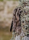 Convolvulus Hawk-moth, Sweetpotato Hornworm - Agrius convolvuli