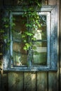 Convolvulus hide window growing on cracked aged wooden wall painted wood planks texture background backdrop Royalty Free Stock Photo