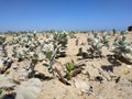 Convolvulus persicus on the coast of the Caspian Sea Royalty Free Stock Photo