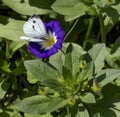 Convolvulus plant with large white butterfly perched on blue and white flower