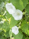 Convolvulus species of flowering plants in the bindweed family Convolvulaceae, Grasshopper on it.