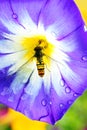 Convolvulus tricolor with a bee Royalty Free Stock Photo