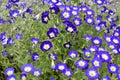 Convolvulus tricolor blue flowers in a garden