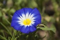 Convolvulus tricolor or dwarf morning-glory