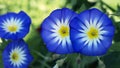 Convolvulus Tricolor flower also known as morning glory or bindweed, close - up view