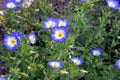 Convolvulus tricolor