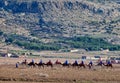 Convoy of camels