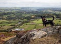 Conwy Valley and a dog