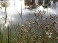 Conyza Canadensis Plant in the Fall.