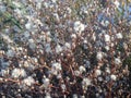 A Conyza Canadensis Plant near a Pond in the Fall.