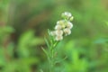 Conyza canadensis`s white flower