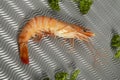 Coocked shrimp on a metallic background Royalty Free Stock Photo