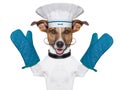 Dog cook chef