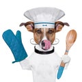 Dog cook chef Royalty Free Stock Photo