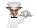 Dog cook chef Royalty Free Stock Photo