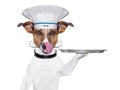 Dog cook chef Royalty Free Stock Photo