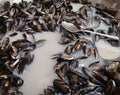 Cook mixes mussels in catering pot-