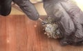 Cook by opening the oyster with a knife on a wooden board