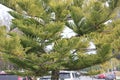 Cook pine, Coral reef araucaria, Araucaria columnaris,