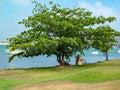 Cook`s Landing and Beach Almond tree Royalty Free Stock Photo