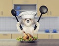 Cook shitzu dog sitting in the kitchen