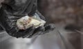 The cook takes out an oyster with a knife on wooden tables in a restaurant