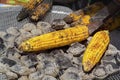 Cook with tongs turns the corncob on the coals Royalty Free Stock Photo