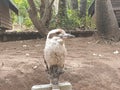 Cookabura birds australia